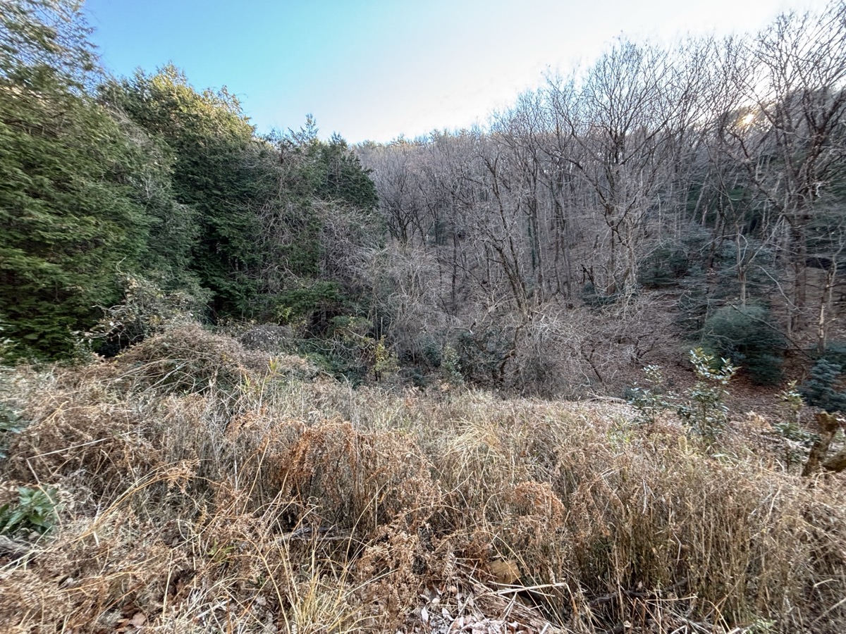 桐生市周辺の冬の山林